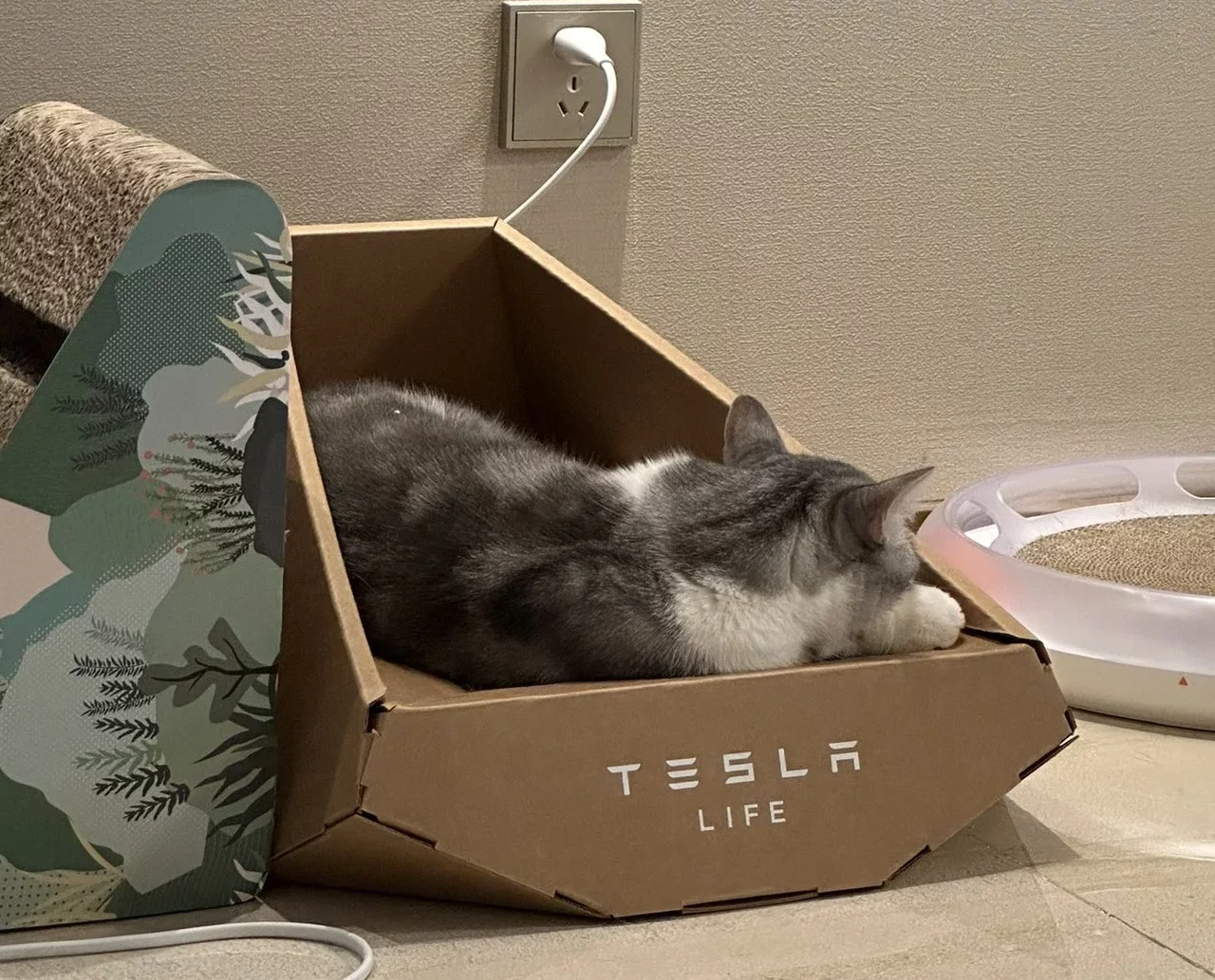 Tesla выпустила кошачью лежанку-когтеточку Cybertruck