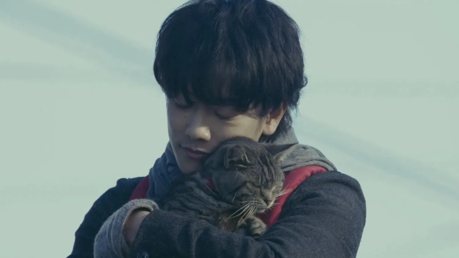 «Если все кошки в мире исчезнут» — обнадеживающая драма о принятии смерти