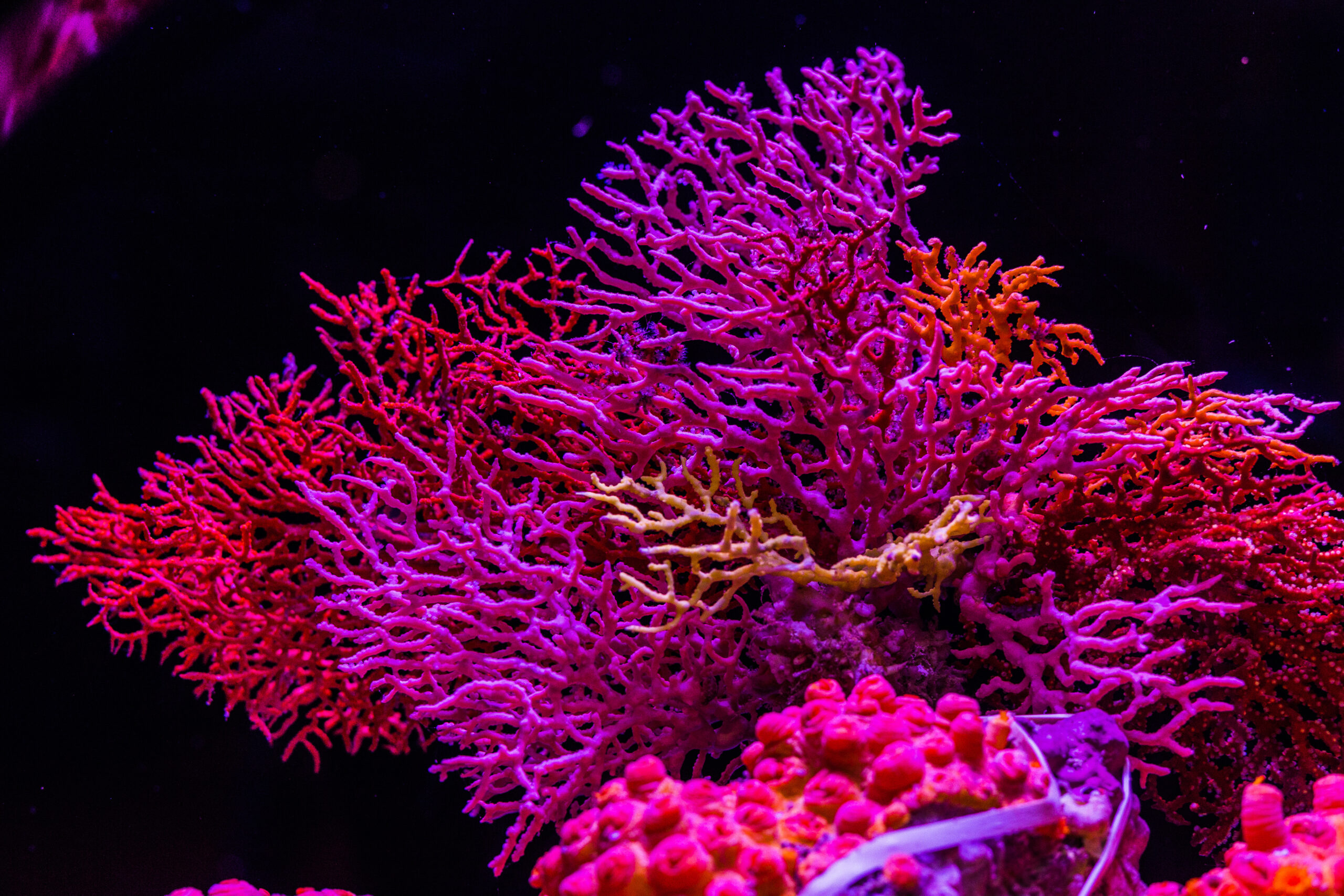 Невидимый мир: как Canon и учёные помогают возродить коралловые рифы