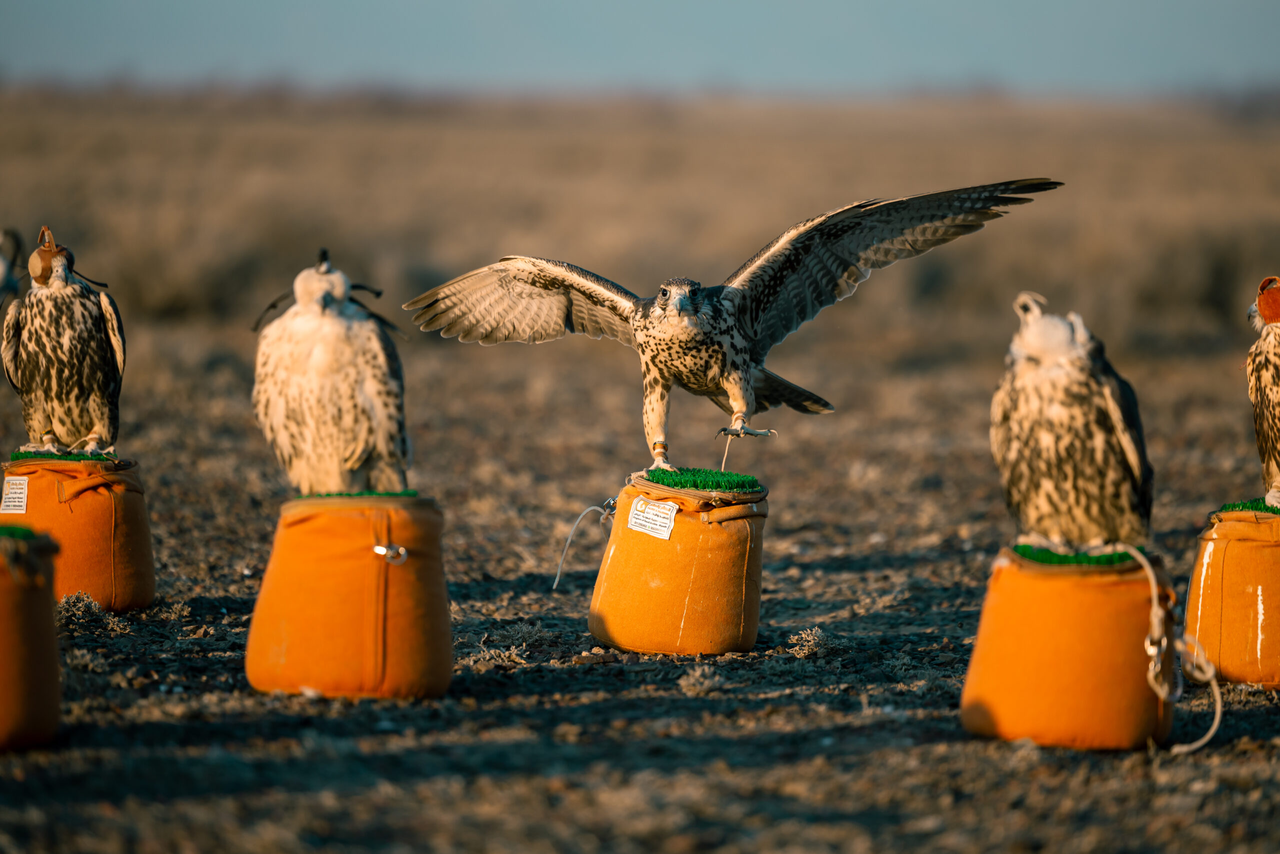 Казахстан и Саудовская Аравия продолжают увеличивать популяцию соколов