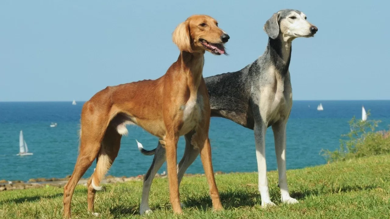 В Казахстане появится новый праздник — день тазы и тобета