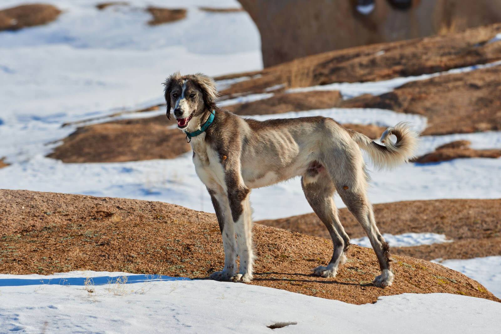 В Казахстане появится новый праздник — день тазы и тобета