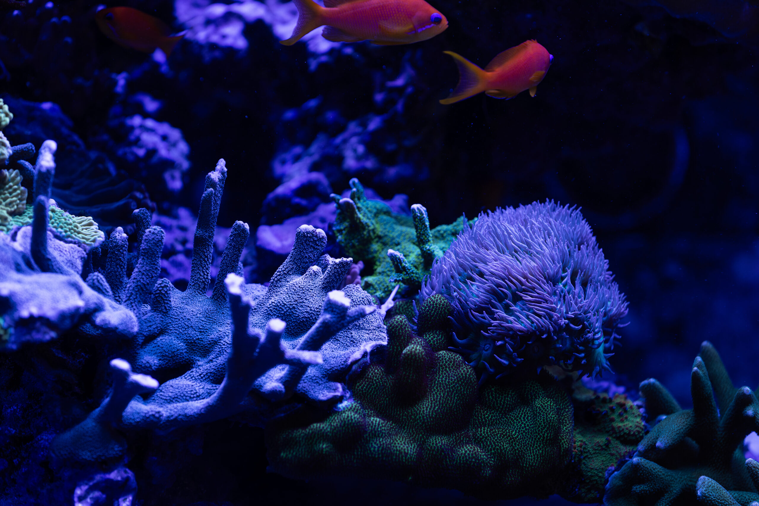 В Алматы открылась фотовыставка о кораллах и редких животных