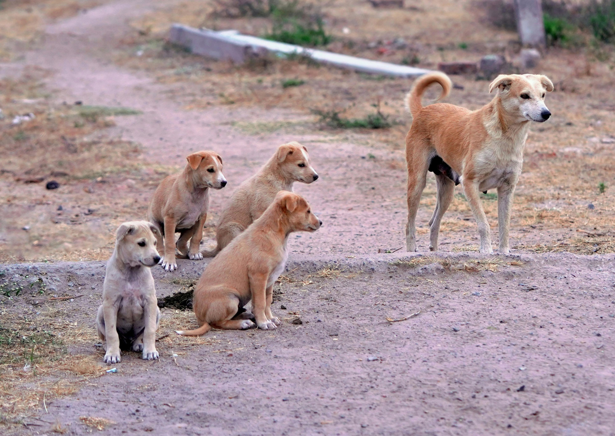 Бұралқы иттер саяси билікті қалай әшкереледі?